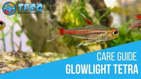 Glowlight Tetra Complete Care Guide: Tank Size, Tank Mates, Breeding