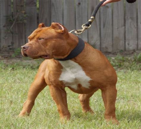 7 Important Facts About Red Nose Pit Bull Dog Breed ⋆ American Bully Daily