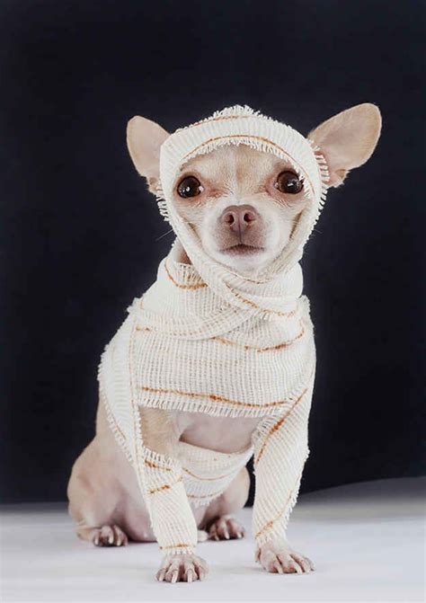 Chihuahua Costume Ideas - Pets Lovers