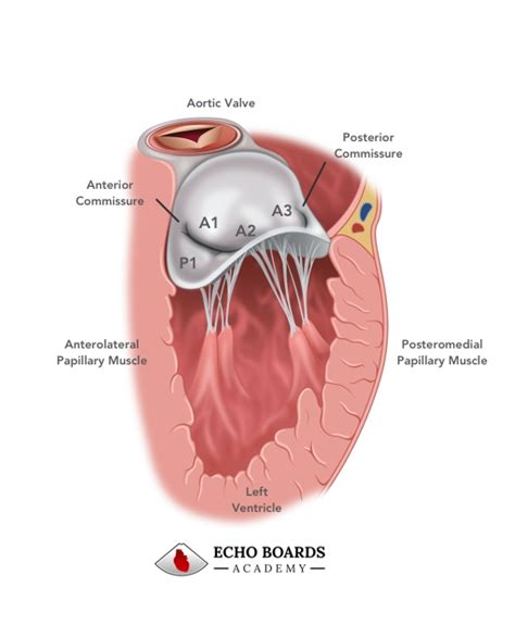 Mitral Valve Anatomy | EchoBoardsAcademy