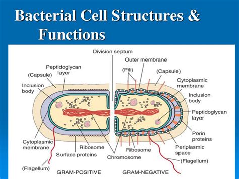 Structure Of Bacterial Cell Wall