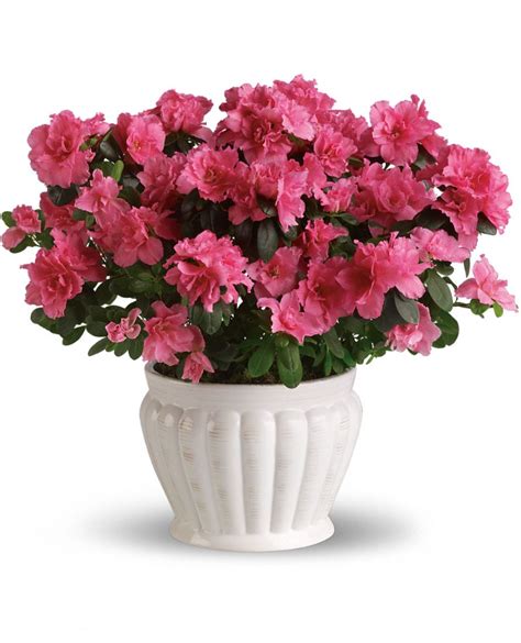 Indoor Azalea Care Tips - Planting, Growing, Pruning Azaleas