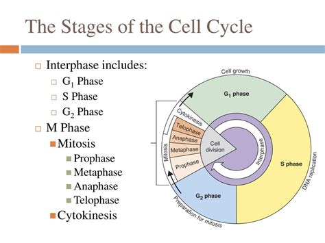 Mitosis Cell Cycle Phases