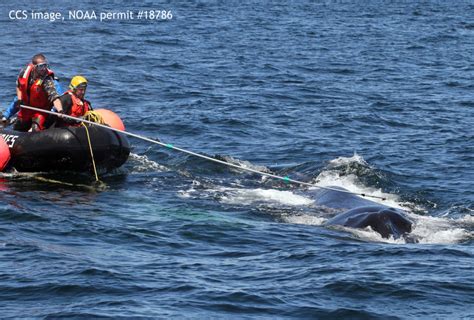 Be Free! Humpback Whale Released From Entanglement In Hawaiian Waters