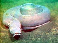 Hagfish - Simple English Wikipedia, the free encyclopedia