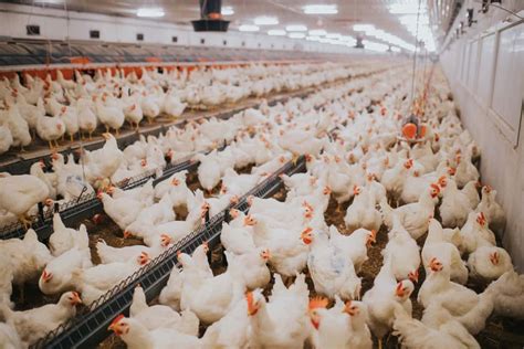 Maximizing Efficiency: How to Optimize Chicken Farm Operations