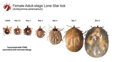 Lone Star Tick – TickEncounter