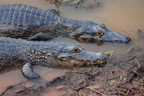 Amazon Caiman Facts - Rainforest Cruises