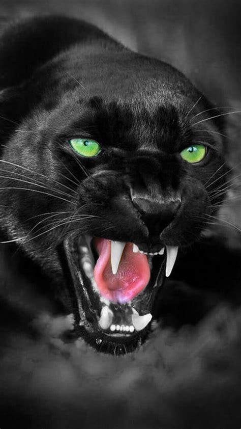 Black Panther 4k Wallpaper Order Sales, Save 40% | jlcatj.gob.mx