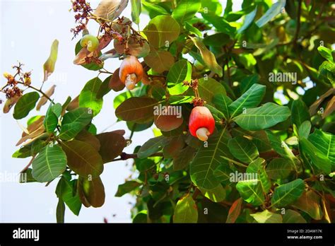 Cashew nuts grow on a tree branch Stock Photo - Alamy