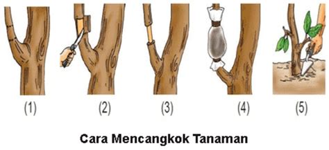 7 Cara Mencangkok Tanaman dengan Mudah (Panduan Lengkap) - IlmuBudidaya.com