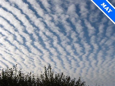 Cloud Appreciation Society | Altocumulus undulatus (May 07)