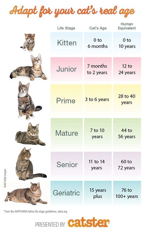 Male Cat Weight Chart How Much Should A Cat Weigh At 7 Month