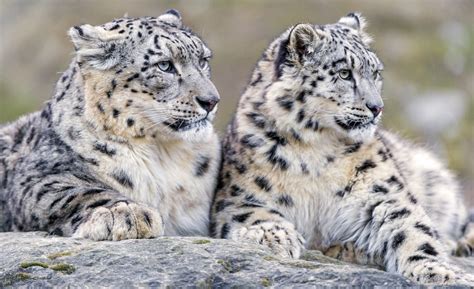 Tracking Snow Leopards In Himalayas: Chitta Dorjey’s Journey | Youth Ki Awaaz