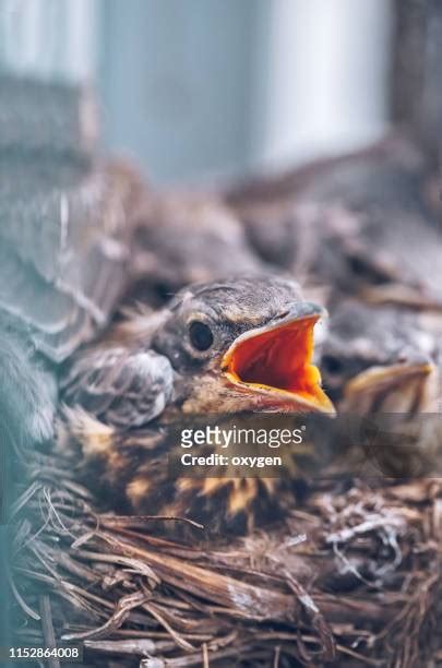 32 Wood Thrush Nest Stock Photos, High-Res Pictures, and Images - Getty Images