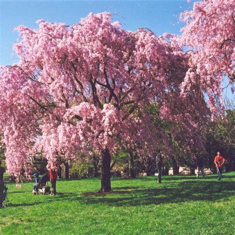 Double Flowering Weeping Cherry Tree | Best Flower Site