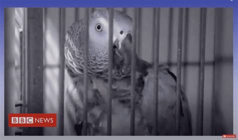 5 Swearing Parrots At This Zoo Are In Hot Water | Andrew Hall