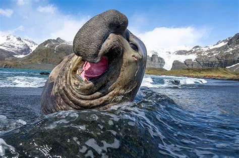 Antarctic Wildlife - ANTARCTICA