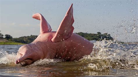 SeaWorld Conservation Fund Supports Emergency Rescue for Amazon River Dolphins - ittn.ie