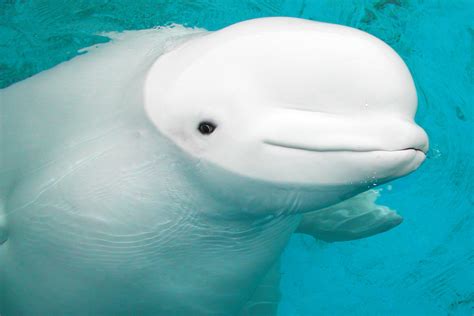 'Baby Beluga': Whale That Inspired Popular Raffi Children's Song Dies ...