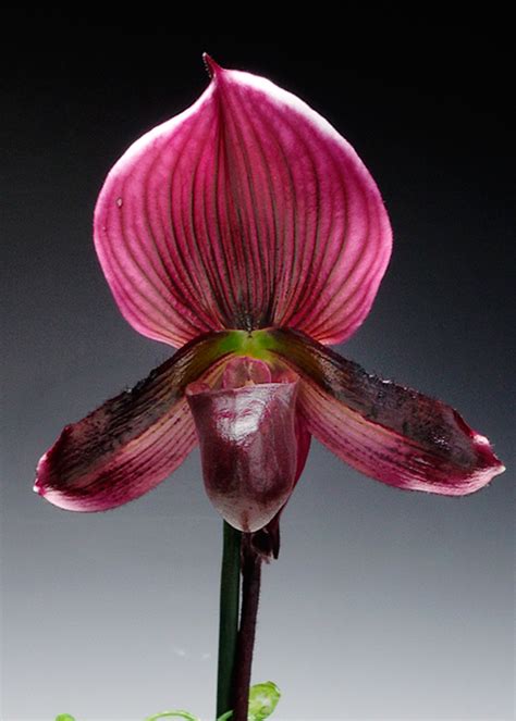 Fine Wine Lady Slipper Orchid in Cachepot (Online orders only!) / Orchids.com