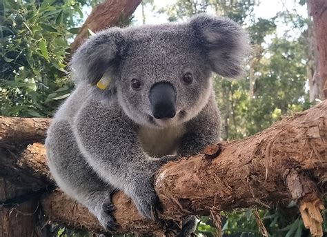 Koala Populations Challenged by Habitat Destruction - WorldAtlas