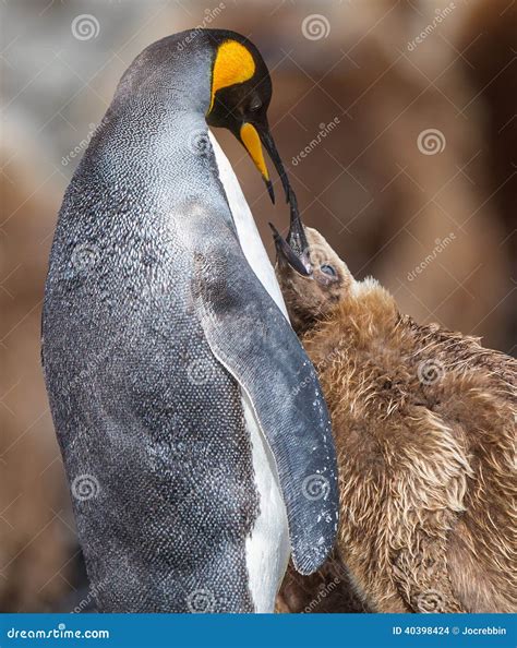 Mother King Penguin Feeding Young Stock Photo - Image of community, candid: 40398424