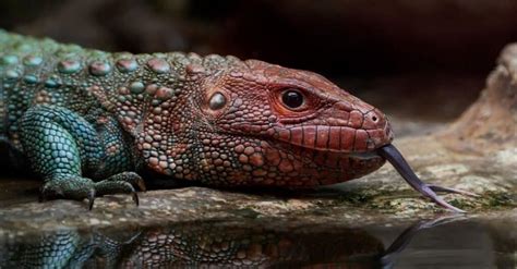 10 Best Lizards To Keep As Pets - Reptiles Heaven