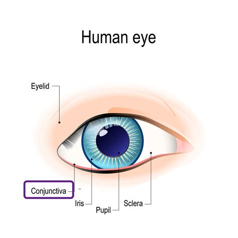 Eye Anatomy Sclera