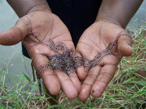 Toadally Awesome Toad Facts: Identifying cane toad eggs/toadlets