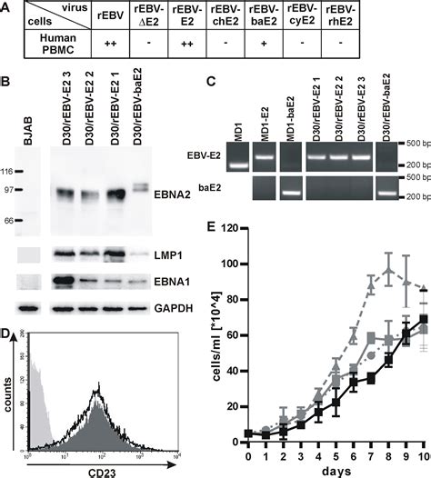 Epstein-Barr Virus Induced Cytidine Metabolism Roles In, 47% OFF