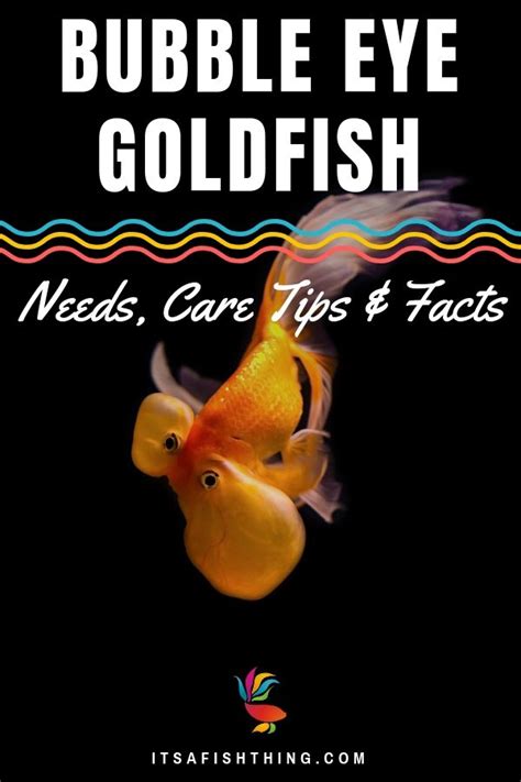 Goldfish Care Sheet: Everything You Need to Know on One Page | Bubble eye goldfish, Goldfish ...