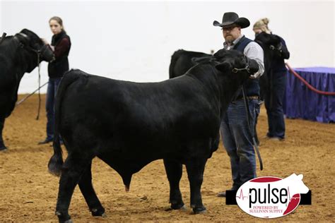 Fort Worth Stock Show | Brangus | The Pulse