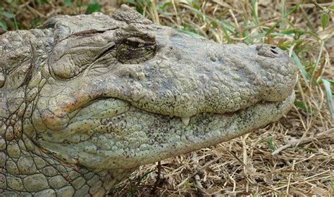 Broad-Snouted Caiman | The Animal Facts | Appearance, Diet, Habitat