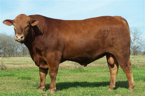 Pin de Jim Durham en Belgium #1 Cattle Breeds | Ganado vacuno, Brangus, Ganado