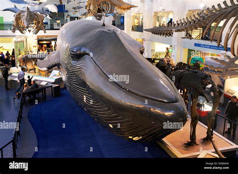 Blue Whale exhibit, Natural History Museum, London, UK Stock Photo ...