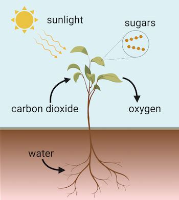 Plant Photosynthesis Steps