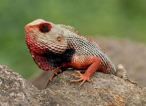 Top 10 Coolest Pet Lizards Before Owning A Lizard As A Pet, You Should Perform Research About It.