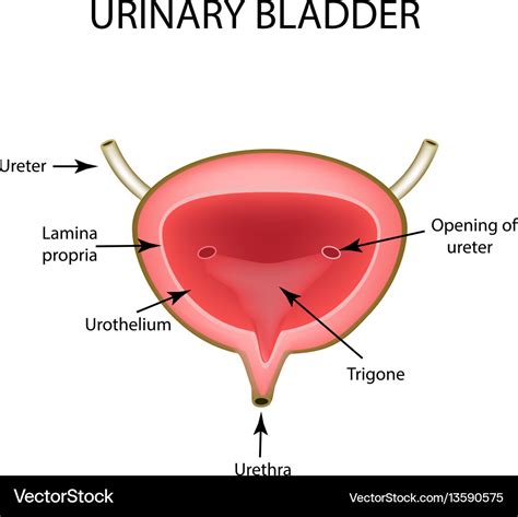 Anatomical structure of the urinary bladder Vector Image