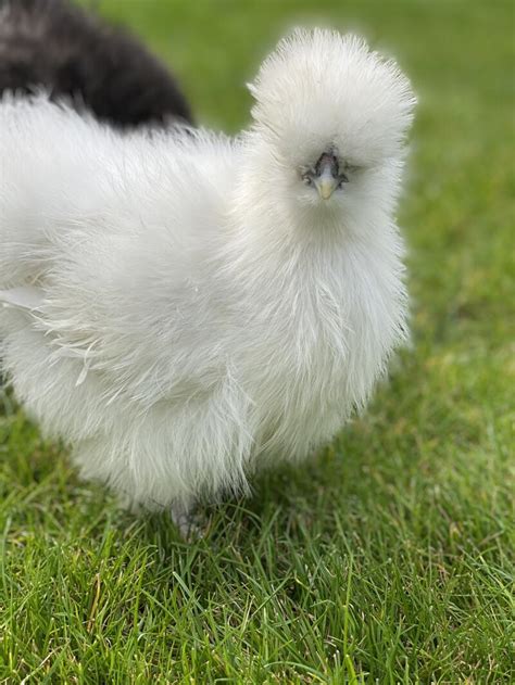 Silkie Chickens | Silkie For Sale