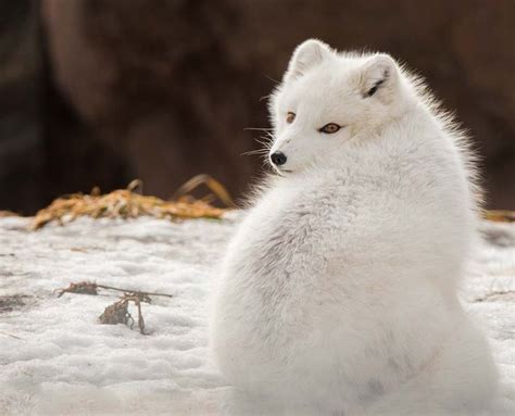 Arctic Fox Adaptations | Habitat and Behavior - All Things Foxes | Arctic fox adaptations ...