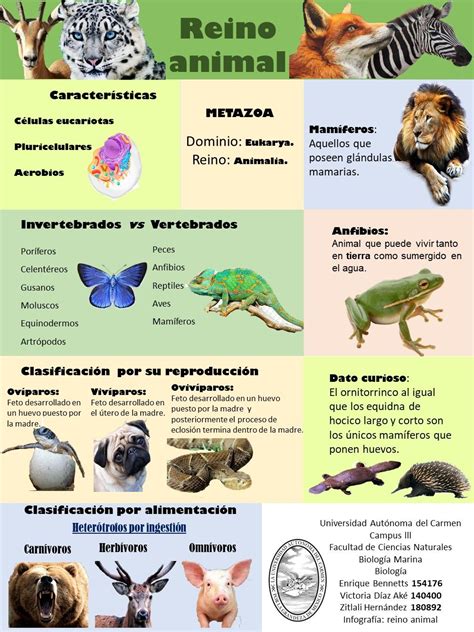 Infografía del Reino animal. Social Projects, Science And Nature, Dream Big, Biology, Homeschool ...