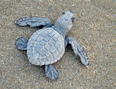 From the Shadow of the Tetons: Bucket list - release baby sea turtles ...