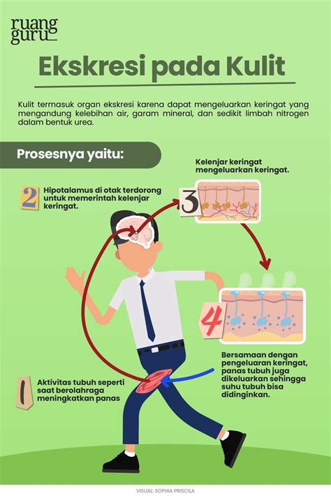 Mengenal 4 Macam Organ Sistem Ekskresi Manusia & Fungsinya | Biologi Kelas 8