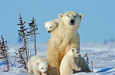 Lisa's World: Newborn polar bear cubs pictured keeping close to mom on their first venture out ...