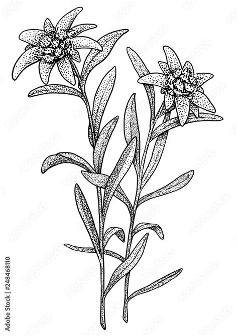 Edelweiss Flower Drawing