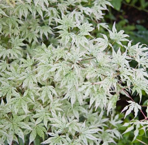 10 Ukigumo Japanese Maple Tree SEEDS Acer Palmatum Floating Clouds Japanese Maple Bonsai - Etsy