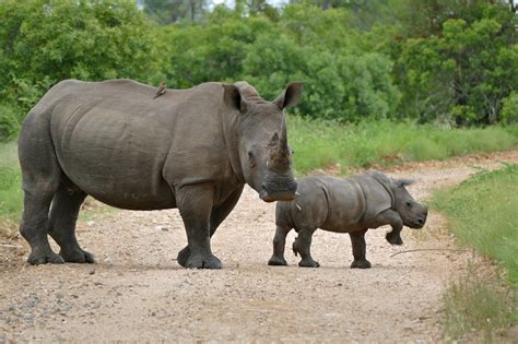 Awesome Native Animals You Must See In South Africa