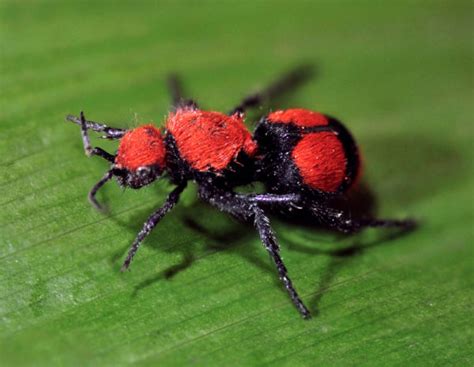 How Bad is the Velvet Ant Sting? - ClearDefense Pest Control