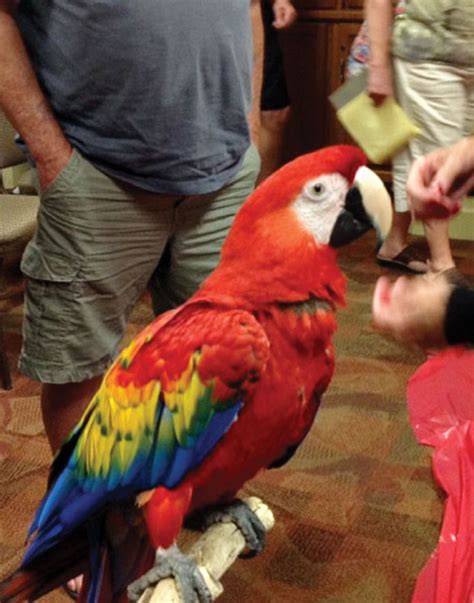 Scarlet Macaw conservation – SaddleBrooke Progress